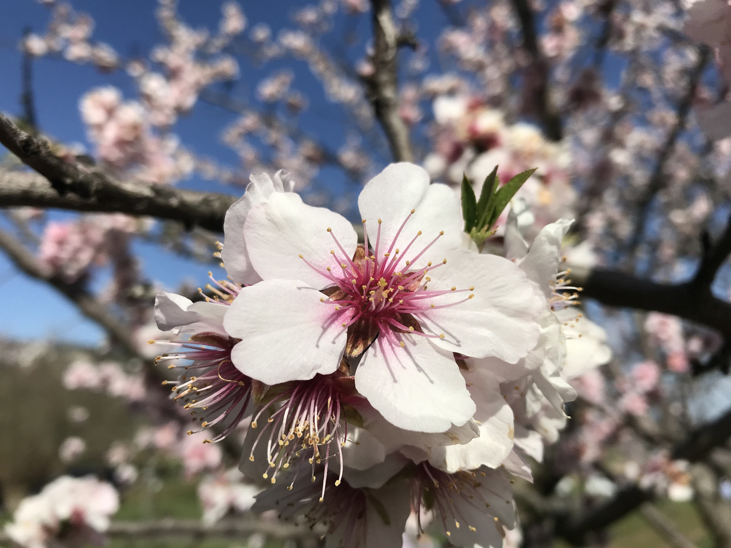 Mandelblüte in Gimmeldingen