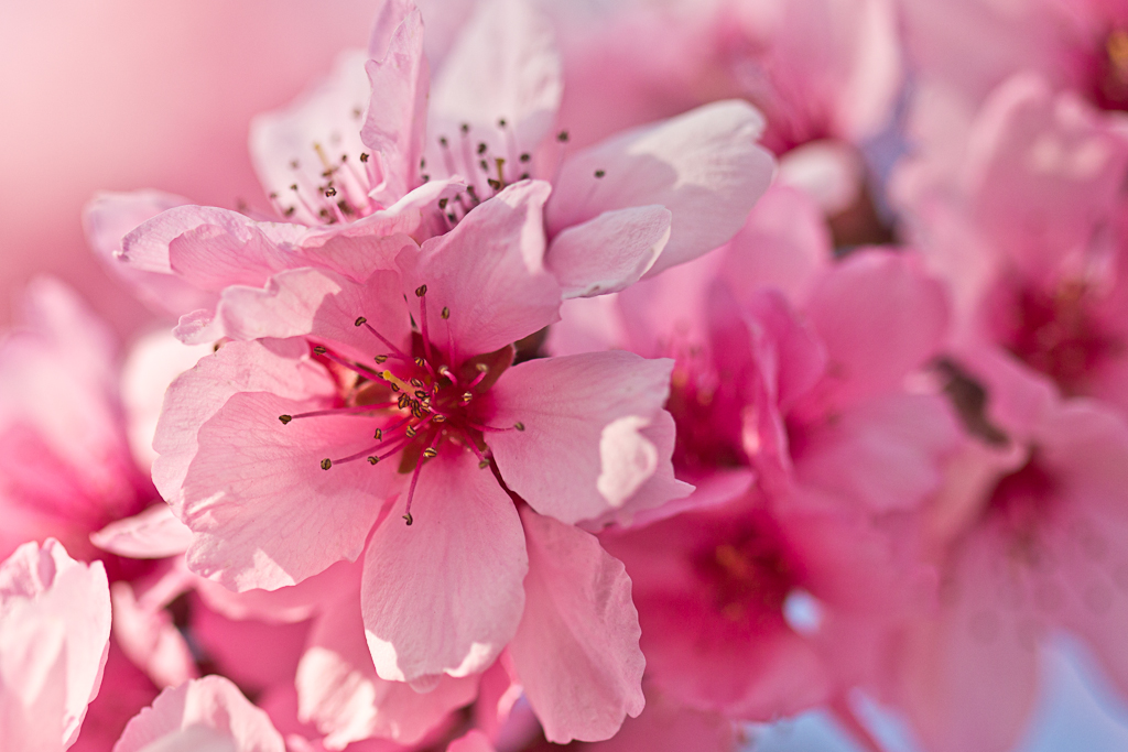 Mandelblüte in Gimmeldingen