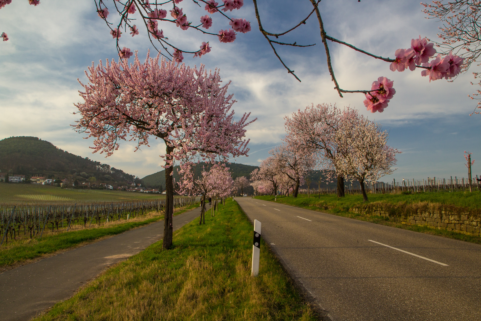 Mandelblüte in Gimmeldingen Foto & Bild | deutschland ...