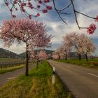 Mandelblüte in Gimmeldingen