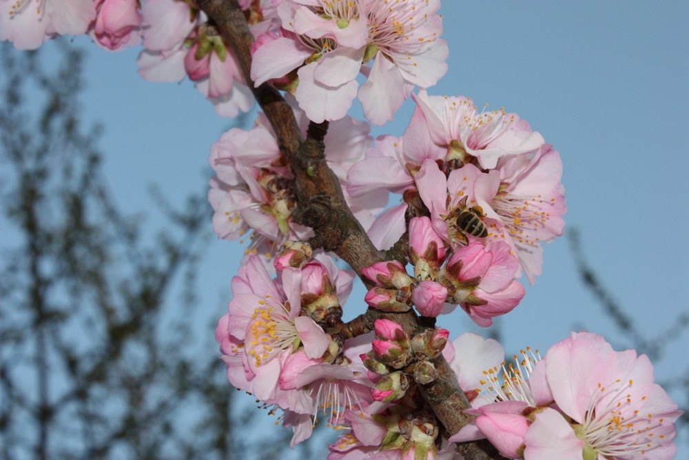 Mandelblüte in Gimmeldingen in der Pfalz