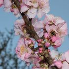 Mandelblüte in Gimmeldingen in der Pfalz