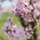 Mandelblüte in Gimmeldingen/Pfalz