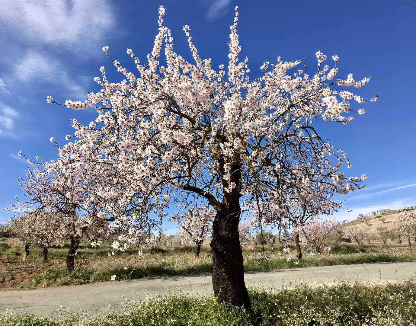 Mandelblüte in Hochform ...