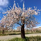 Mandelblüte in Hochform ...