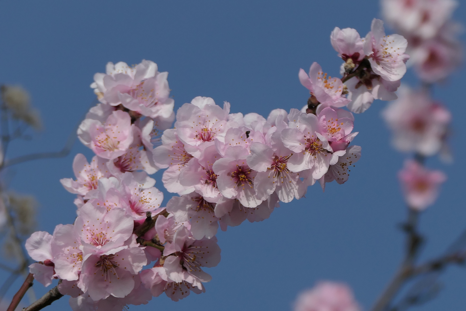 Mandelblüte in ihrer vollsten Pracht