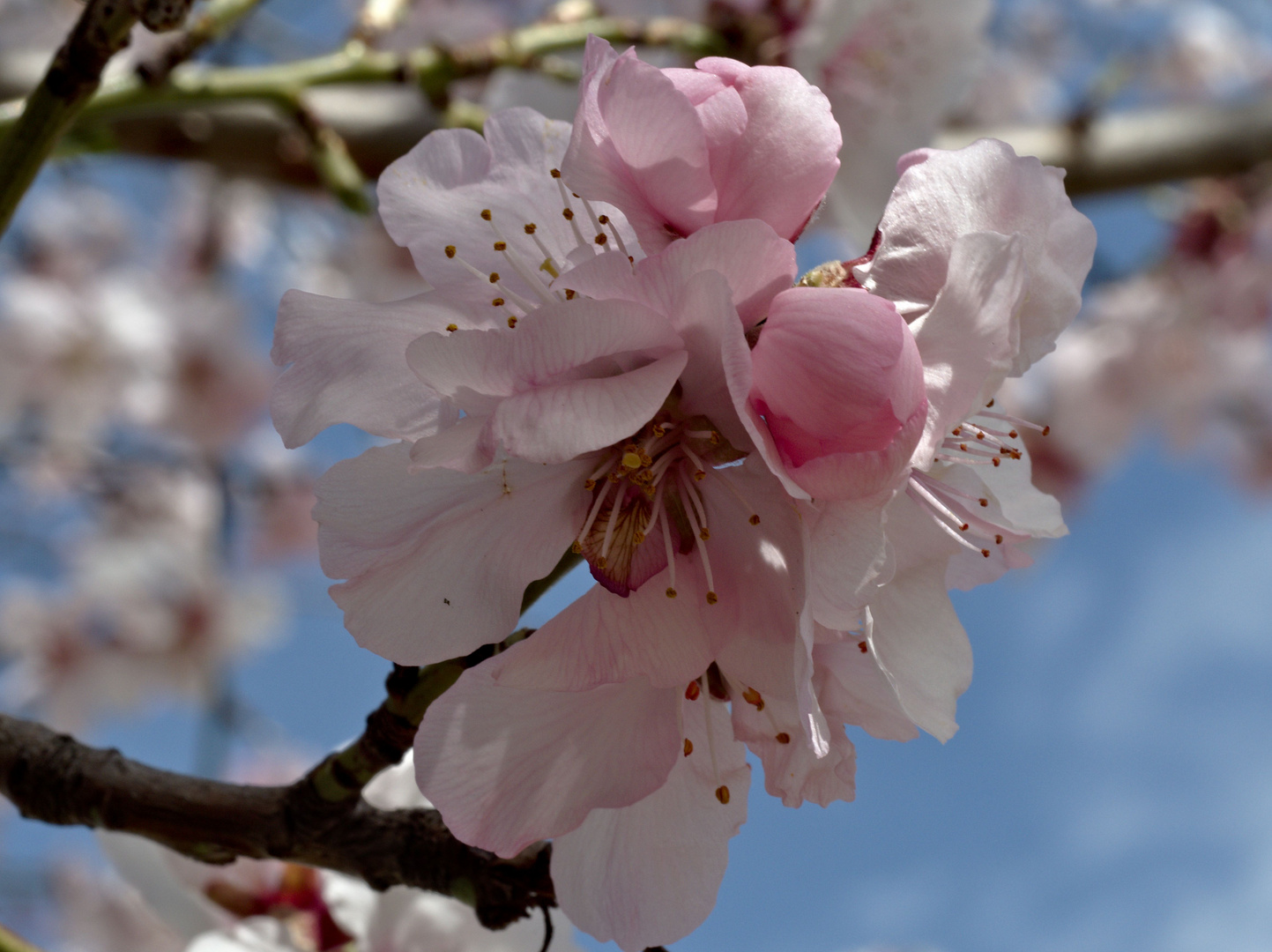 Mandelblüte in Ilbesheim