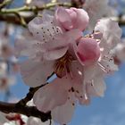 Mandelblüte in Ilbesheim