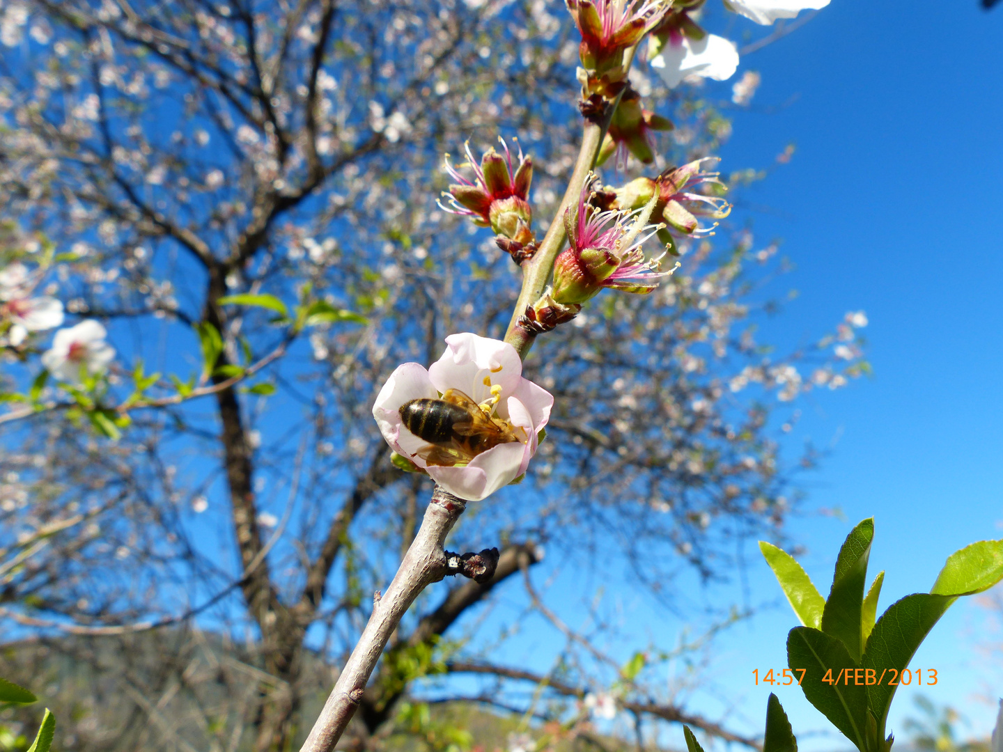 Mandelblüte in Istan nähe Marbella