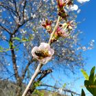 Mandelblüte in Istan nähe Marbella