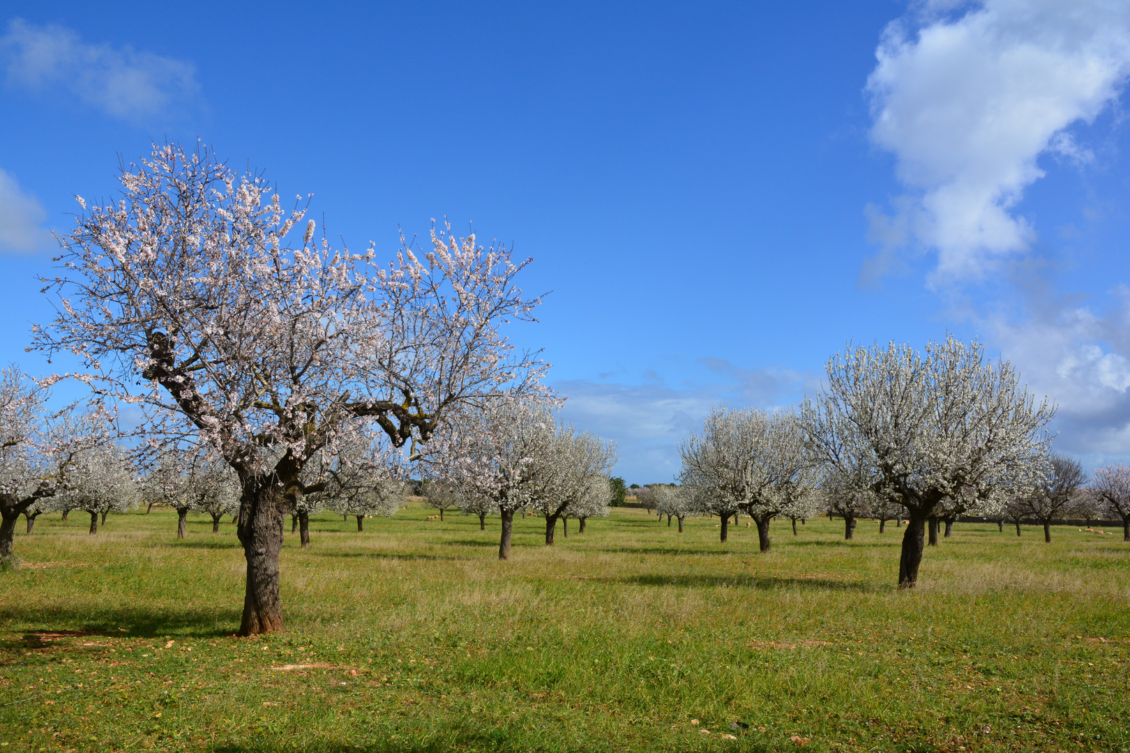 Mandelblüte in Mallorca