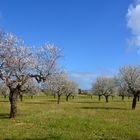 Mandelblüte in Mallorca