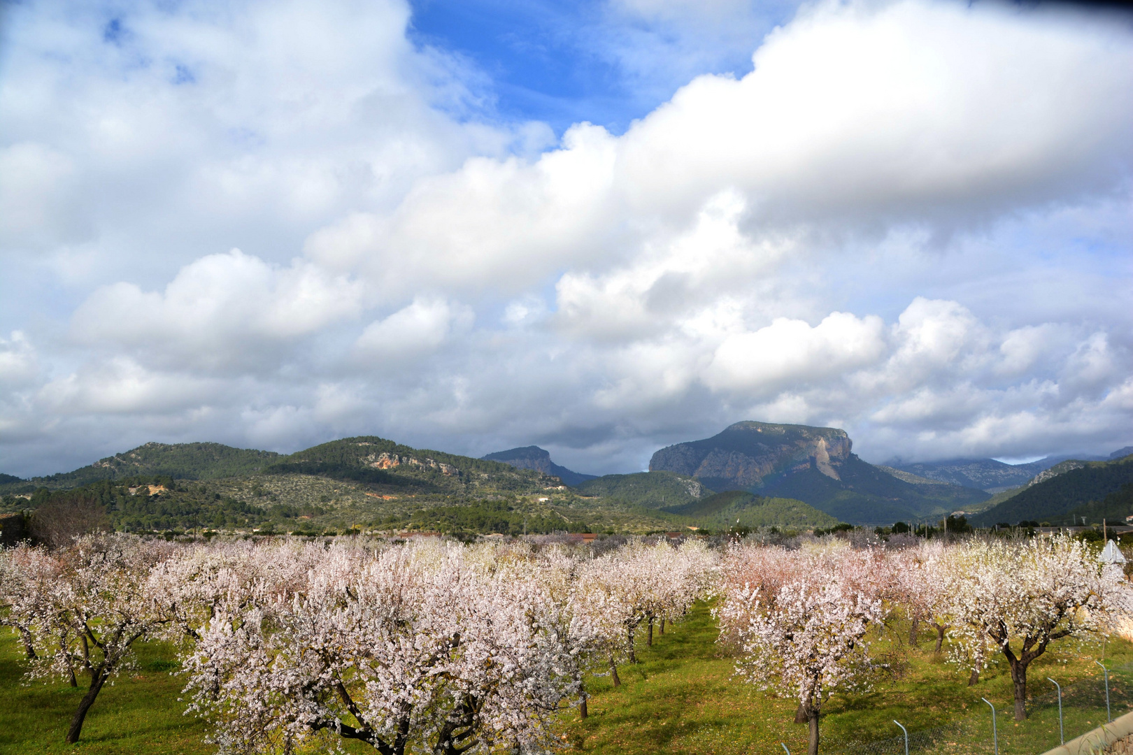 Mandelblüte in Mallorca