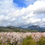 Mandelblüte in Mallorca