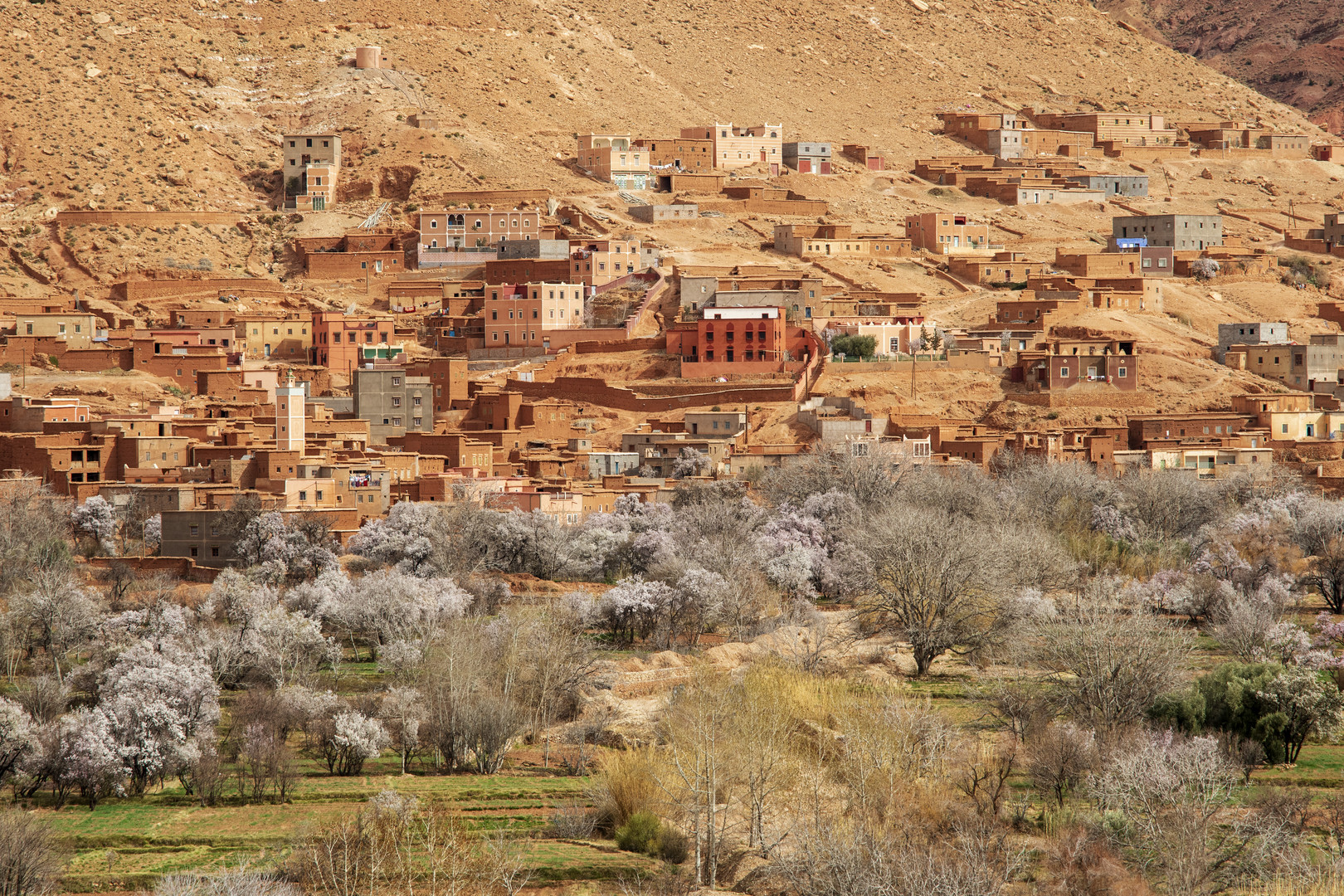 Mandelblüte in Marokko