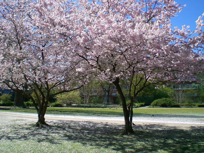 Mandelblüte in Münster