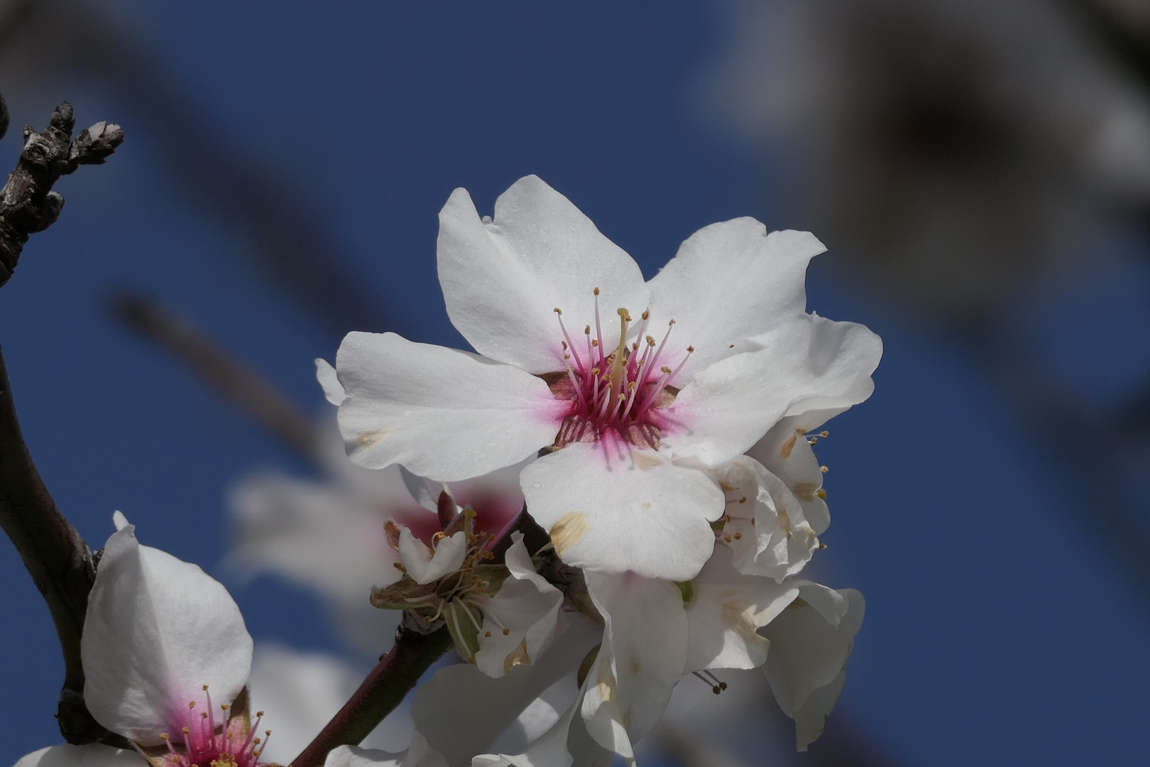 Mandelblüte in Perfektion