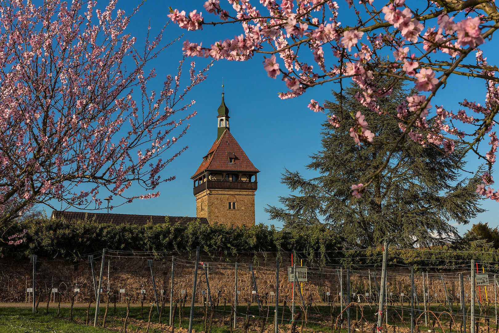 Mandelblüte in Siebeldingen