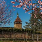 Mandelblüte in Siebeldingen