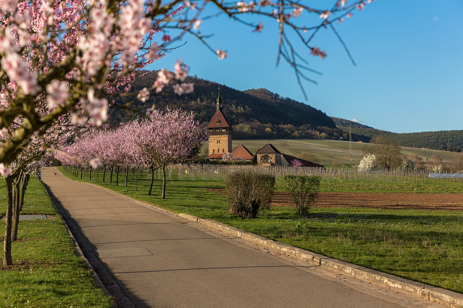 Mandelblüte in Siebeldingen