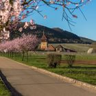 Mandelblüte in Siebeldingen