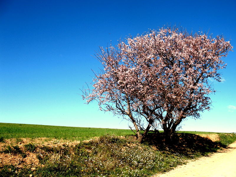 Mandelblüte in Spanien