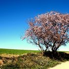 Mandelblüte in Spanien