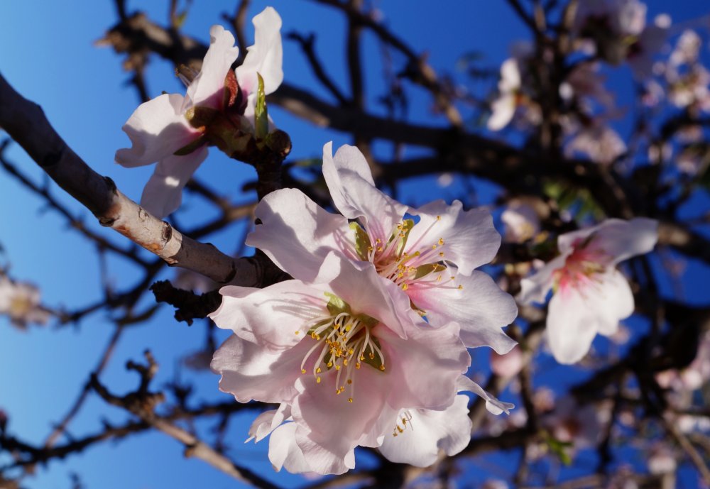 Mandelblüte in Spanien