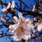 Mandelblüte in Spanien