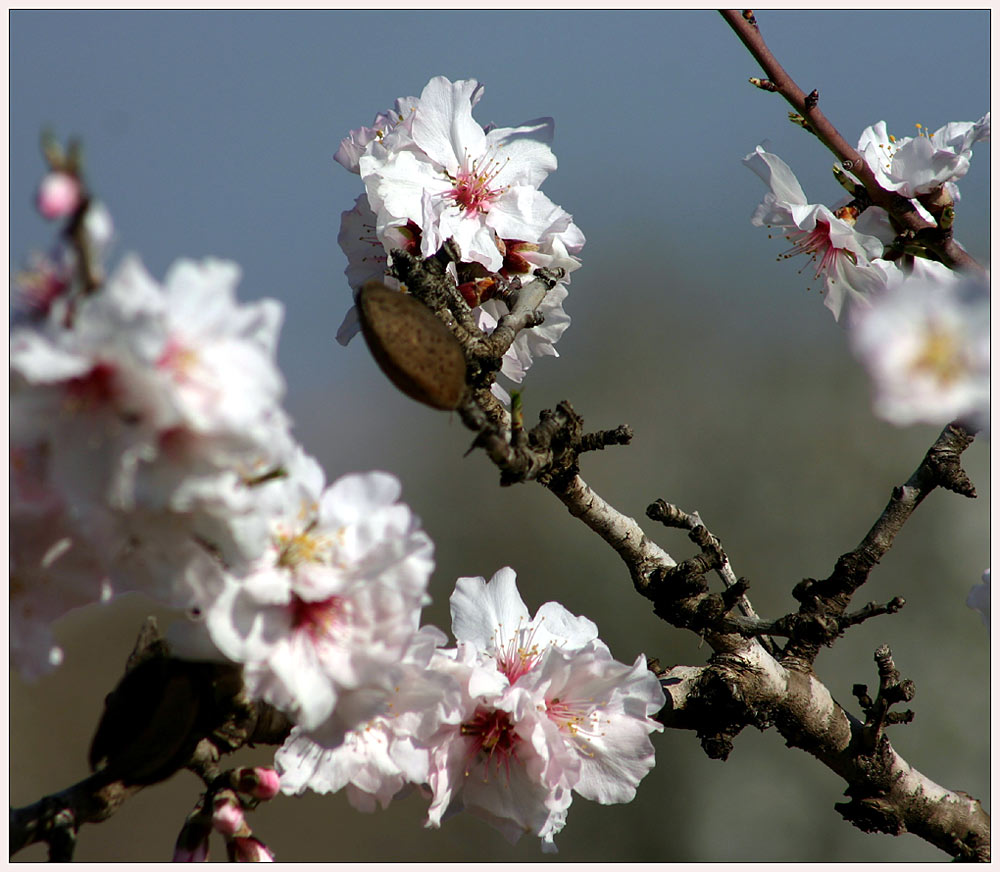 Mandelblüte in Spanien