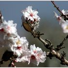 Mandelblüte in Spanien