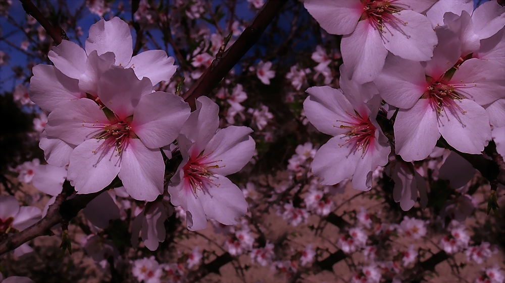 Mandelblüte in Spanien ...