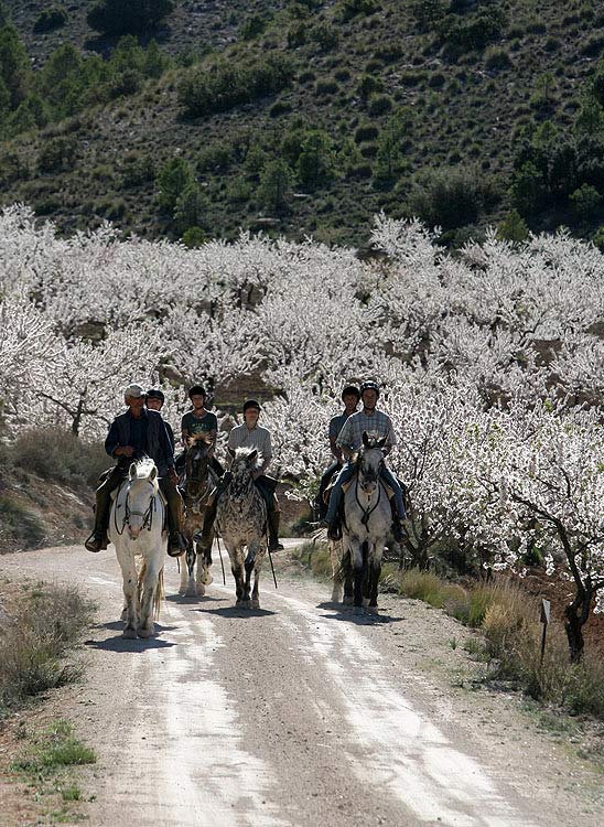 Mandelblüte in Spanien...