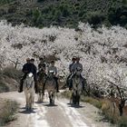 Mandelblüte in Spanien...