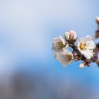 Mandelblüte in Weinsberg am Sonntag