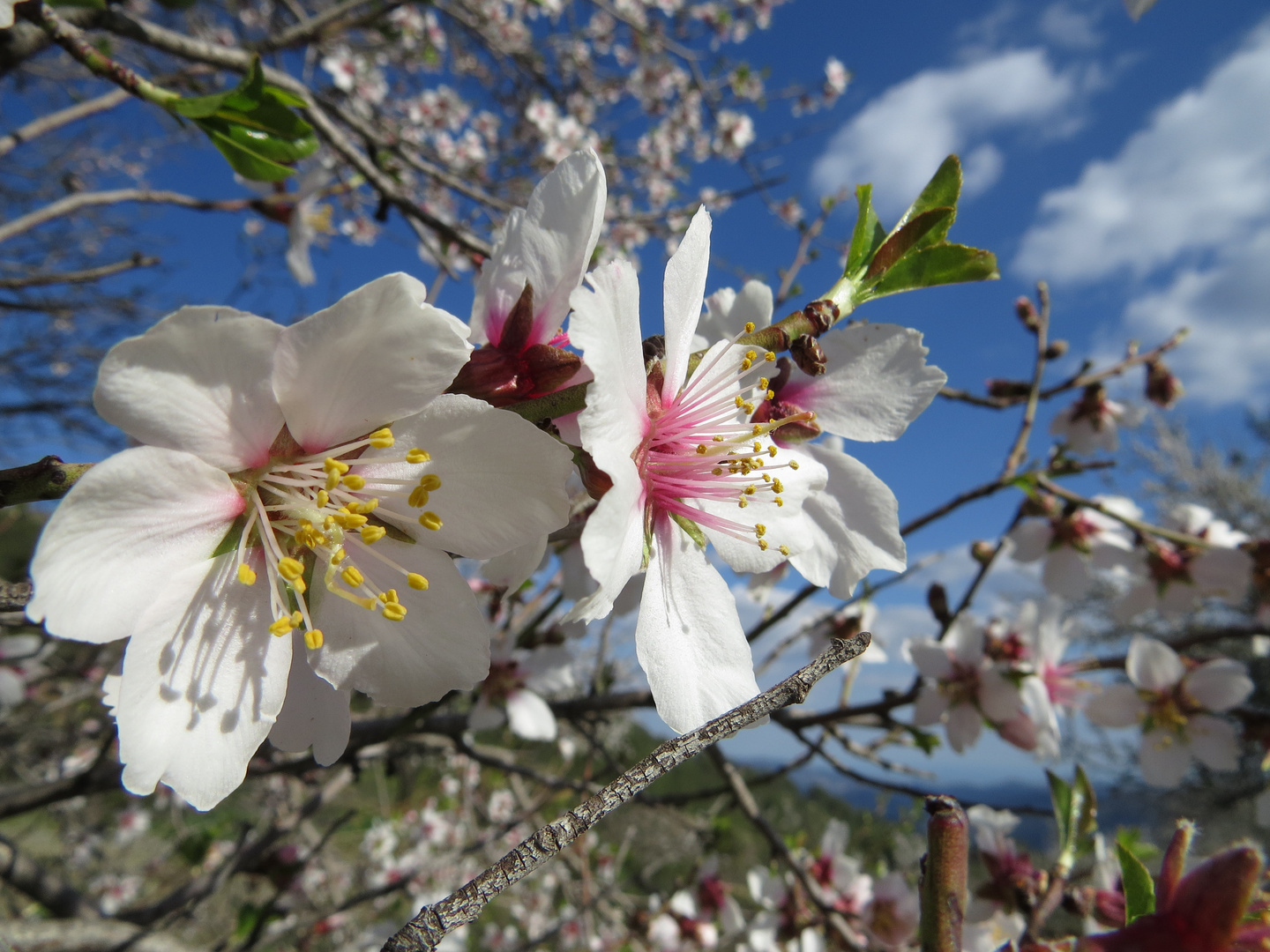 Mandelblüte in Zypern