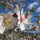 Mandelblüte in Zypern