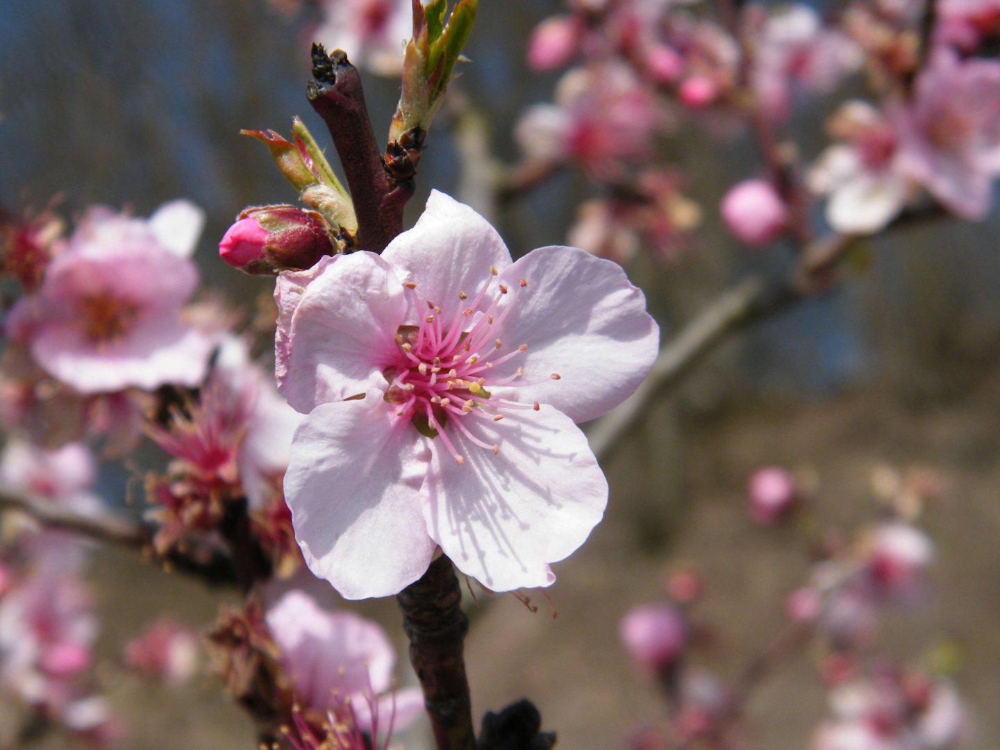 Mandelblüte - jetzt schon