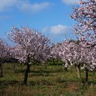 Mandelblüte Mallorca 25.02.2019