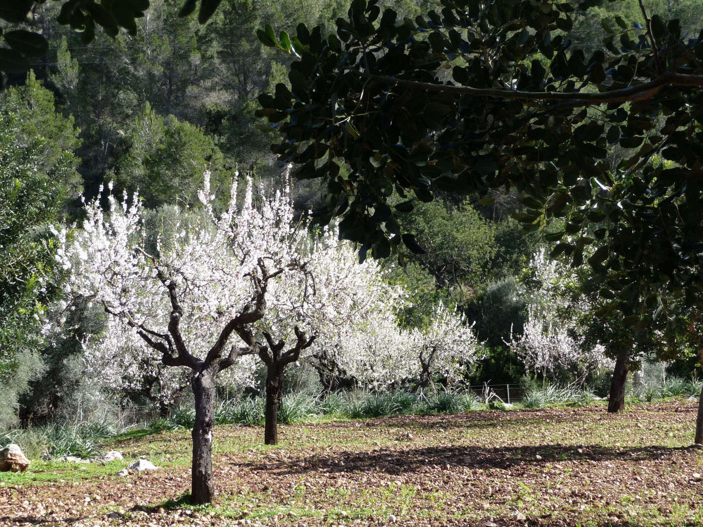 Mandelblüte Mallorca