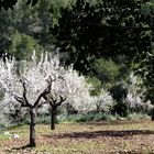 Mandelblüte Mallorca