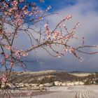 Mandelblüte meets Wintereinbruch