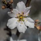 Mandelblüte mit Altglas