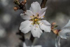 Mandelblüte mit Altglas