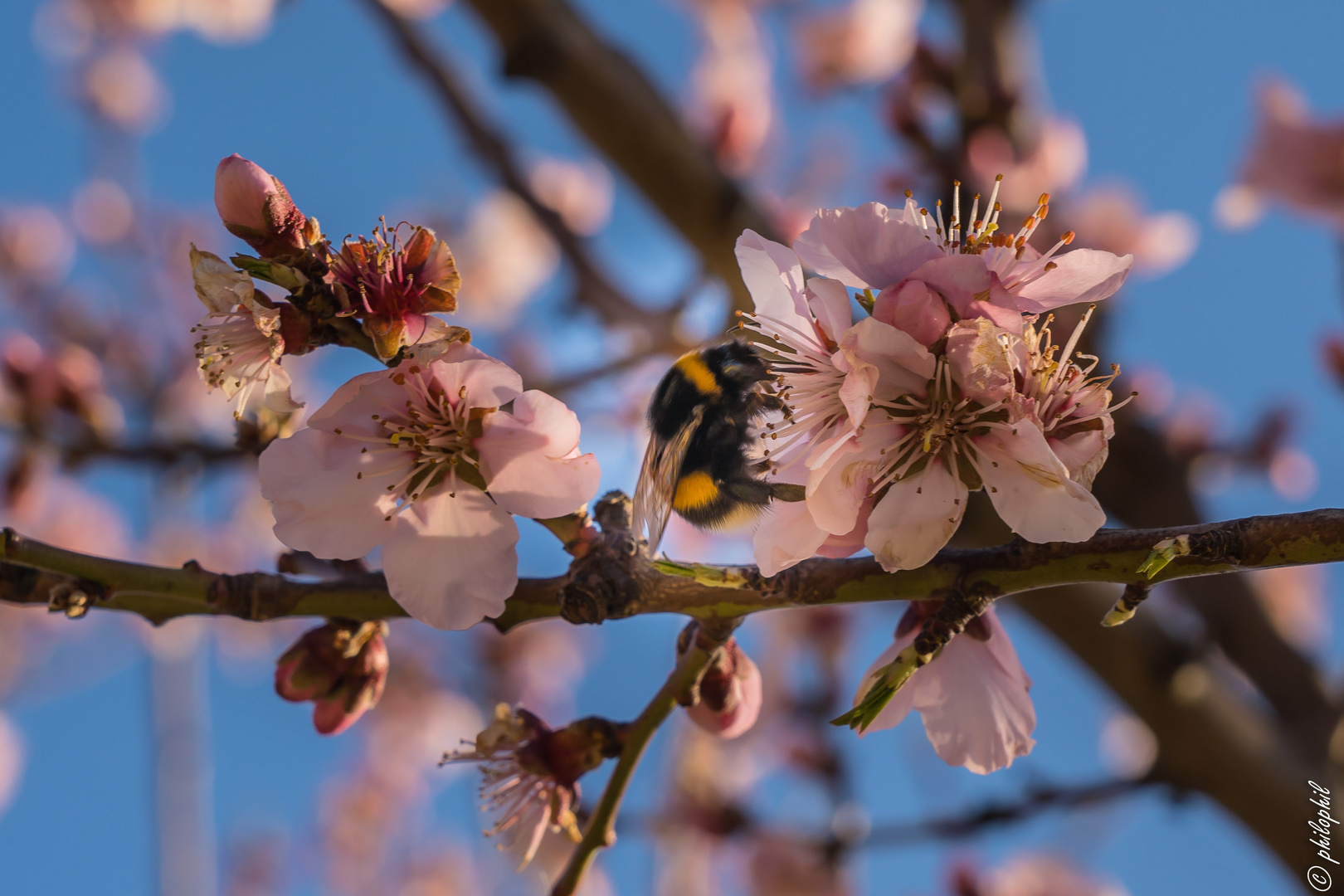 Mandelblüte mit Besucher