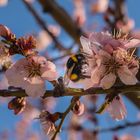 Mandelblüte mit Besucher