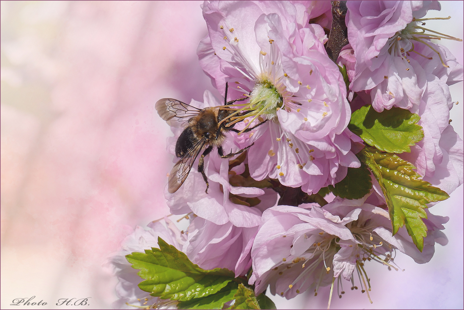 Mandelblüte mit Besucher