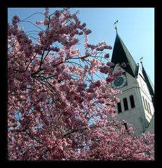 Mandelblüte mit kirchlichem Segen