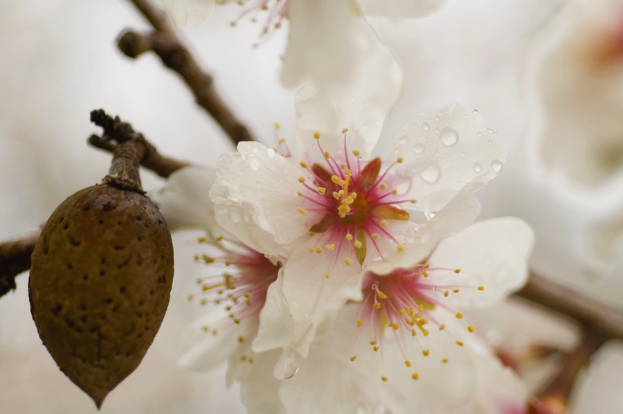 Mandelblüte mit Nuß