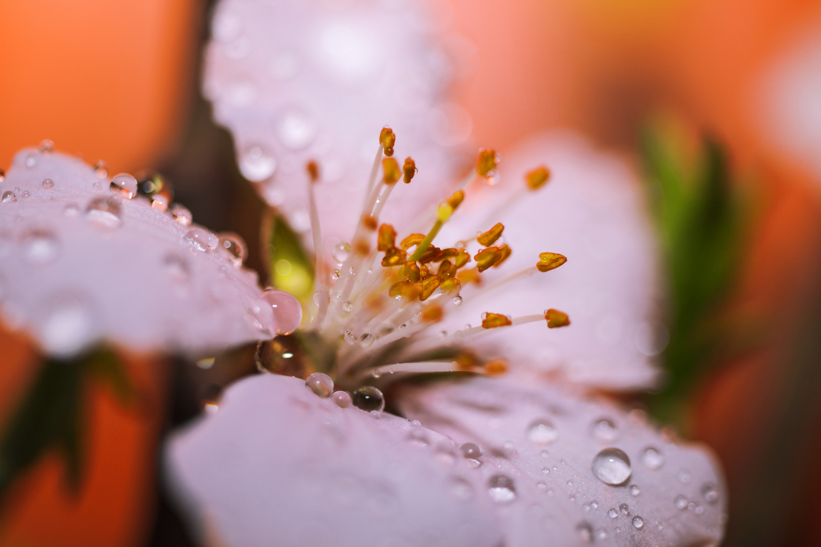 Mandelblüte mit Wassertropfen